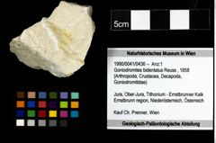 Foto (Objekt + Etiketten) von Goniodromites bidentatus (Reuss, 1858) 